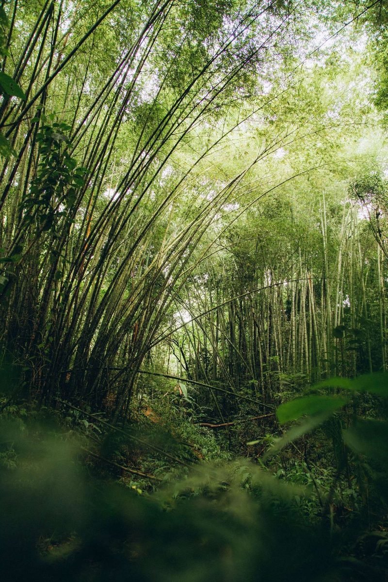 Un chemin qui traverse une bambouseraie, dans une lumière verte tamisée